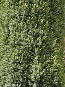 Jalovec obecný (Juniperus communis)