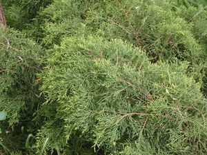 Jalovec přenašeč rzi hrušňové (Juniperus sp.)