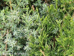 Jalovec přenašeč rzi hrušňové (Juniperus sp.)