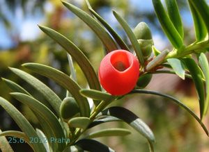 Tis červený (Taxus baccata)