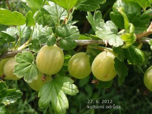 Angrešt (Ribes uva-crispa)