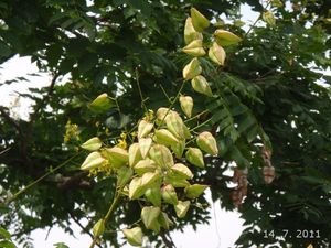 Svítel latnatý (Koelreuteria paniculata)