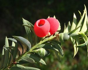 Tis červený (Taxus baccata)