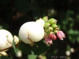 Pámelník bílý (Symphoricarpos albus)