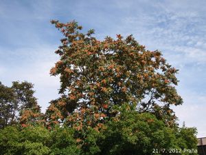 Pajasan žlaznatý (Ailanthus altissima)