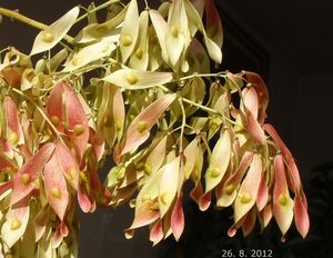 Pajasan žlaznatý (Ailanthus altissima)