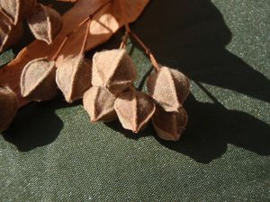 Lípa velkolistá (Tilia platyphylla)