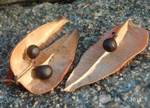 Svítel latnatý (Koelreuteria paniculata)