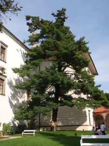 Klikni pro velký obrázek