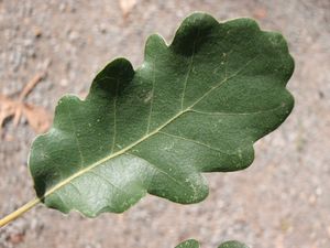 Dub pýřitý - šípák (Quercus pubescens)