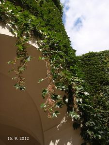 Loubinec trojlaločný (Parthenocissus tricuspidata)