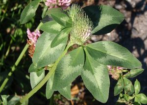 Jetel luční (Trifolium pratense)
