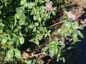 Jetel luční (Trifolium pratense)