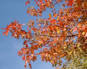 Dub červený (Quercus rubra)