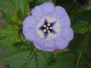 Klikni pro velký obrázek