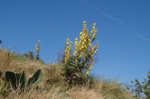 Divizna knotovitá (Verbascum lychnitis)