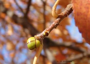 Jeřáb břek (Sorbus torminalis)