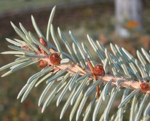 Smrk sivý (Picea glauca)