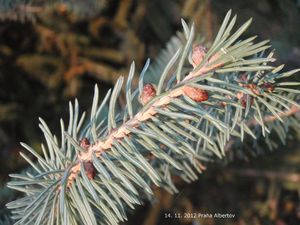 Smrk sivý (Picea glauca)