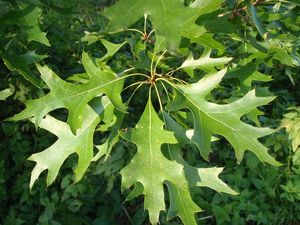 Dub bahenní a příbuzné druhy (Quercus palustris, Q. coccinea, Q.sp.)