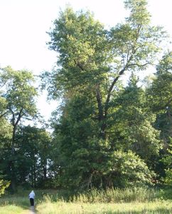 Dub bahenní a příbuzné druhy (Quercus palustris, Q. coccinea, Q.sp.)