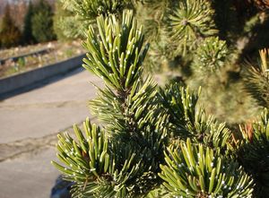 Borovice osinatá (Pinus aristata)