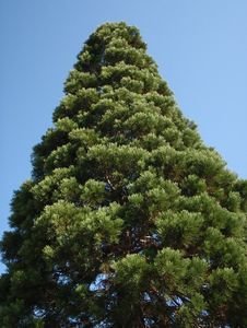 Sekvojovec obrovský (Sequoiadendron giganteum (Lindl.) J. Buchholz)