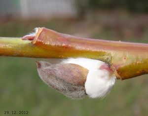 Vrba lýkovcová (Salix daphnoides Vill.)