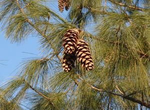 Borovice  himalájská (Pinus wallichiana)