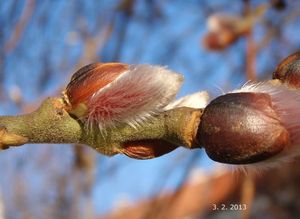 Vrba jíva (Salix caprea)