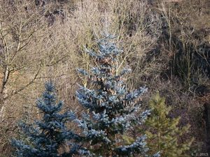 Smrk pichlavý (Picea pungens)