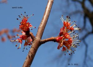 Javor červený (Acer rubrum)