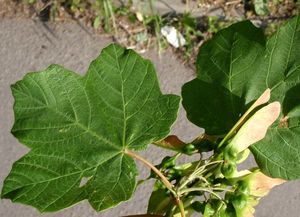 Javor italský (Acer opalus)