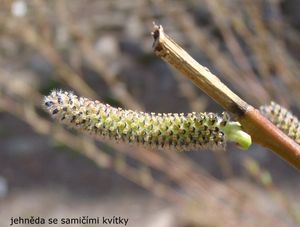 Vrba nachová (Salix purpurea)