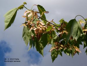 Javor červený (Acer rubrum)
