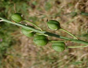 Bělozářka liliovitá (Anthericum liliago L.)
