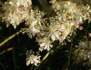 Tužebník obecný (Filipendula vulgaris)
