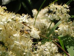Tužebník obecný (Filipendula vulgaris)