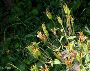 Orlíček obecný (Aquilegia vulgaris)