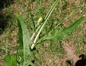 Škarda dvouletá (Crepis biennis)
