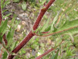 Škarda smrdutá mákolistá (Crepis foetida subsp. rhoeadifolia)
