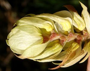 Chmel otáčivý (Humulus lupulus)