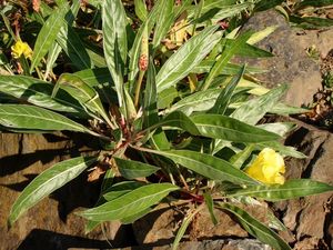 Pupalka žlutá (Oenothera missouriensis)