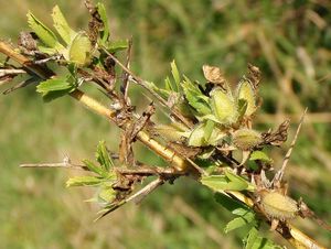 Jehlice trnitá (Ononis spinosa L.)