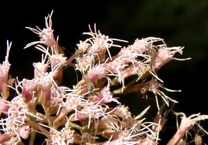 Sadec konopáč (Eupatorium cannabinum)