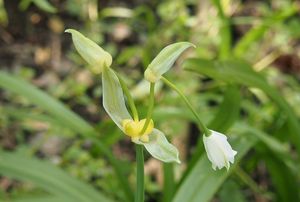 Česnek podivný (Allium paradoxum)