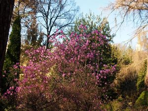 Pěnišník  daurický /sibiřský/ (Rhododendron dauricum)