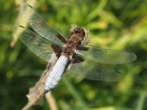 Klikni pro velký obrázek