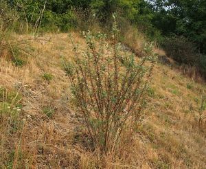 Skalník celokrajný (Cotoneaster integerrimus)