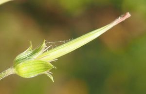 Kakost bahenní (Geranium palustra l.)